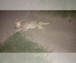Small #3 Huskies  Mix