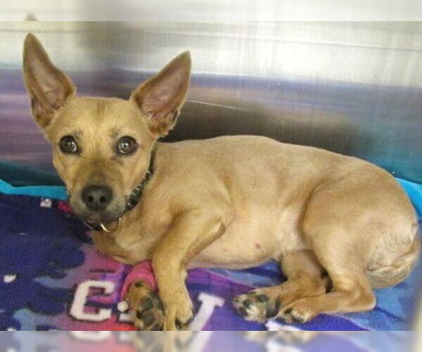 Medium Photo #7 Chihuahua-Unknown Mix Puppy For Sale in San Diego, CA, USA