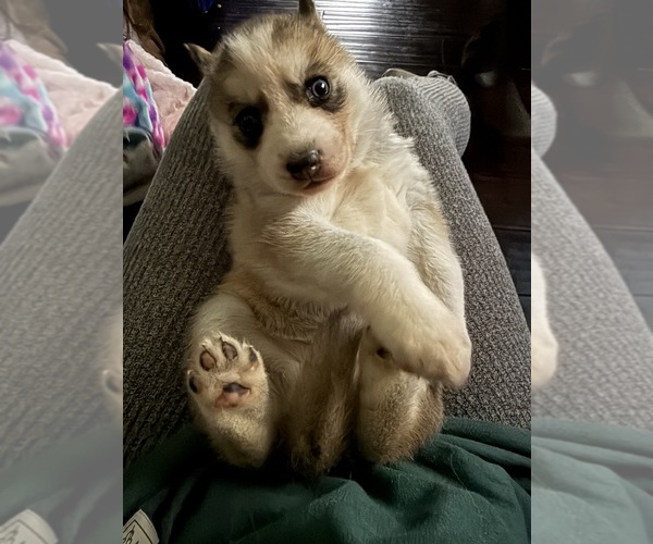 Medium Photo #1 Alaskan Husky Puppy For Sale in BRICK, NJ, USA