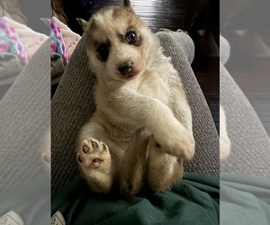 Alaskan Husky Puppy for sale in BRICK, NJ, USA