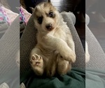 Small Alaskan Husky