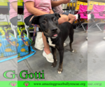 Small #20 Rottweiler-American Pit Bull Terrier