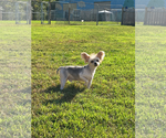 Small Photo #4 Mutt Puppy For Sale in Pacolet, SC, USA