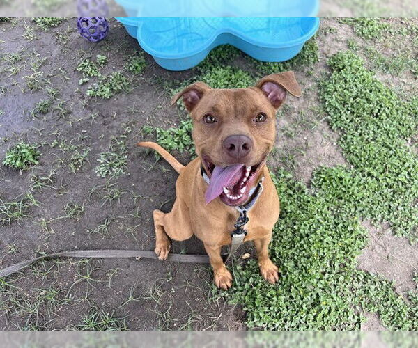 Medium Photo #2 American Staffordshire Terrier-Unknown Mix Puppy For Sale in Ocala, FL, USA