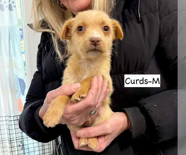 Medium Photo #2 Mutt Puppy For Sale in GILBERTS, IL, USA