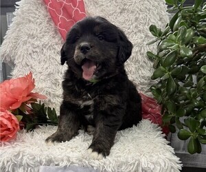Bernese Mountain Dog Puppy for sale in THORP, WI, USA
