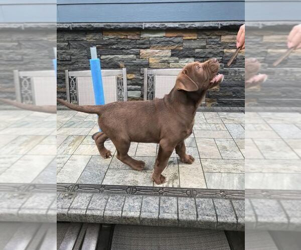 Medium Photo #13 American Bully-Labrador Retriever Mix Puppy For Sale in BLAINE, WA, USA