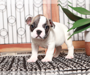 French Bulldog Puppy for sale in NAPLES, FL, USA