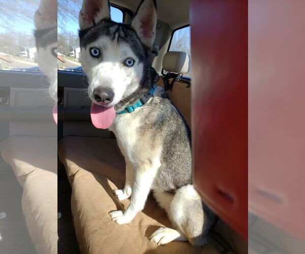 Medium Photo #6 Siberian Husky Puppy For Sale in Cumming, GA, USA