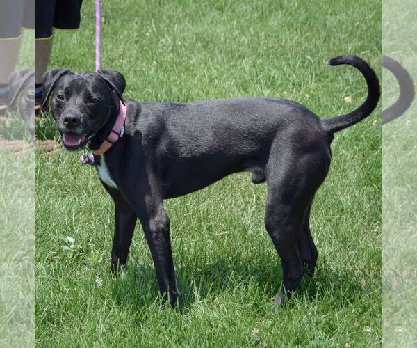 Medium Photo #2 Pointer-Unknown Mix Puppy For Sale in Huntley, IL, USA