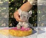 Puppy 7 French Bulldog