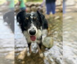 Small #1 Australian Shepherd Mix
