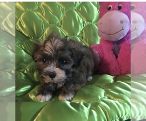 Havanese Puppy for sale in LIVONIA, MI, USA