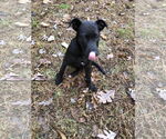 Small #9 Labrador Retriever Mix