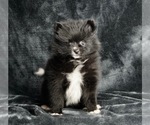 Puppy 6 Pomeranian