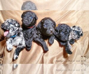 mudi puppies for sale in michigan
