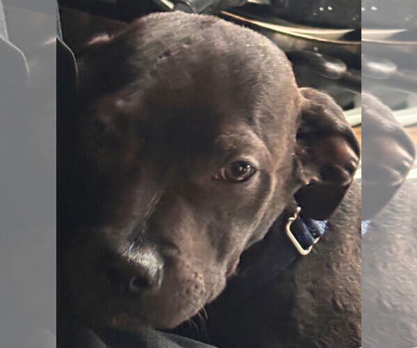 Medium Photo #1 American Staffordshire Terrier-Boxer Mix Puppy For Sale in Holly Springs, NC, USA