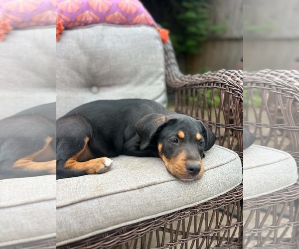 Medium Photo #2 Labrottie Puppy For Sale in Kannapolis, NC, USA