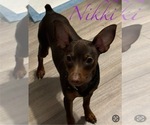 Small Photo #1 Miniature Pinscher Puppy For Sale in BLUEFIELD, VA, USA