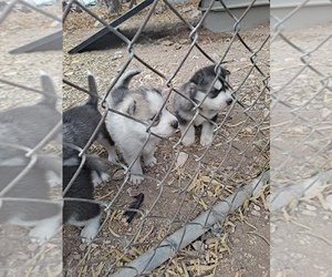 Siberian Husky Puppy for sale in TUCSON, AZ, USA