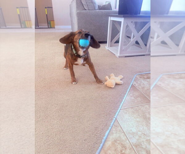 Medium Photo #7 Beagle Puppy For Sale in Evansville, IN, USA