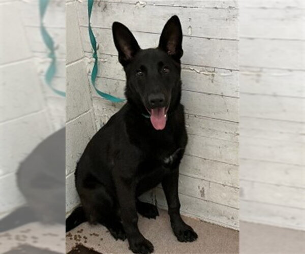 Medium Photo #1 German Shepherd Dog-Unknown Mix Puppy For Sale in San Bernardino, CA, USA