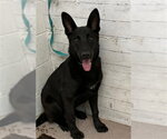 Small German Shepherd Dog Mix