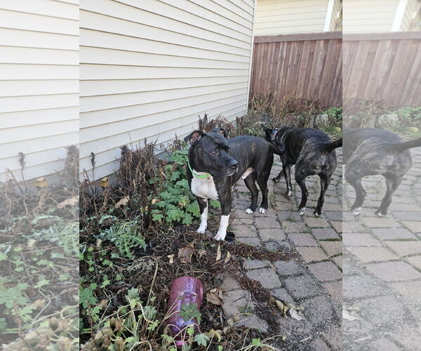 Medium Photo #11 American Pit Bull Terrier-Unknown Mix Puppy For Sale in Farmington, MN, USA