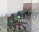Small #10 American Pit Bull Terrier Mix