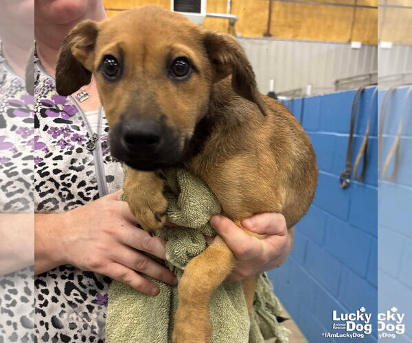 Medium Photo #3 Labrador Retriever-Unknown Mix Puppy For Sale in Washington, DC, USA