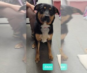 Shepweiller Dogs for adoption in Richmond, IN, USA