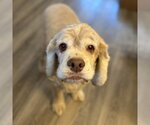Small #9 Cocker Spaniel