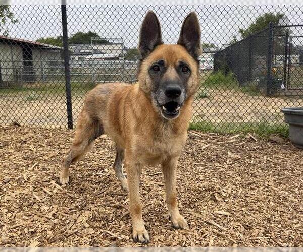 Medium Photo #3 German Shepherd Dog Puppy For Sale in Santa Cruz, CA, USA