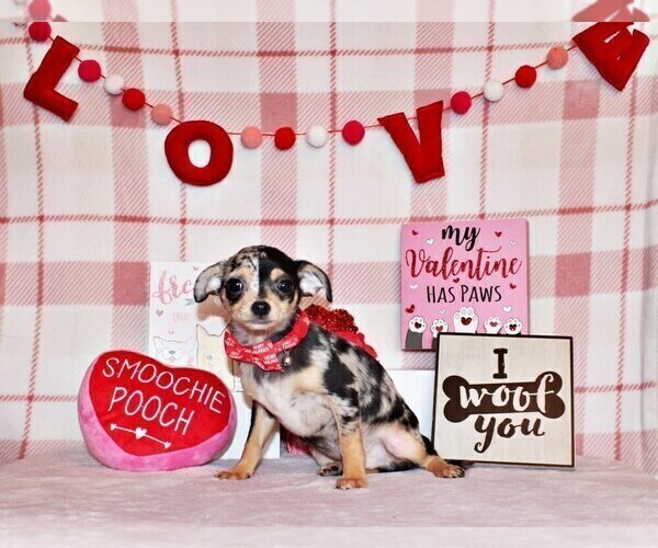 Medium Photo #36 Chihuahua Puppy For Sale in CHARLESTON, AR, USA