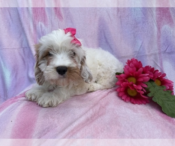 Medium Photo #4 Cavapoo (Miniature) Puppy For Sale in LAKELAND, FL, USA