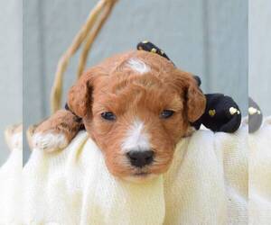 Goldendoodle (Miniature) Puppy for sale in SAVANNAH, TN, USA