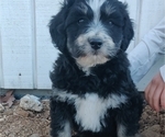 Small Photo #2 Aussiedoodle Miniature  Puppy For Sale in COUCH, MO, USA