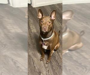 Labrador Retriever-Unknown Mix Dogs for adoption in San Antonio, TX, USA