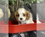 Small Photo #1 Cavalier King Charles Spaniel Puppy For Sale in CANOGA, NY, USA
