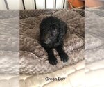 Small Photo #11 Sheepadoodle Puppy For Sale in LAMAR, CO, USA