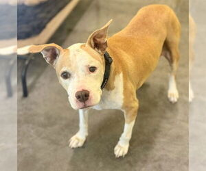 American Staffordshire Terrier-Unknown Mix Dogs for adoption in Tavares, FL, USA