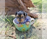 Small #3 Yorkshire Terrier