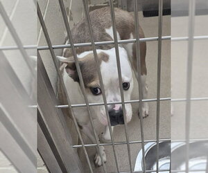 Boxer-Unknown Mix Dogs for adoption in Decatur, IL, USA