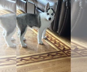 Pomsky Puppy for Sale in GREENVILLE, Missouri USA