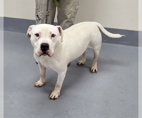 Medium Photo #1 American Bulldog-Unknown Mix Puppy For Sale in Louisville, KY, USA