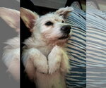 Small #7 Dachshund Mix