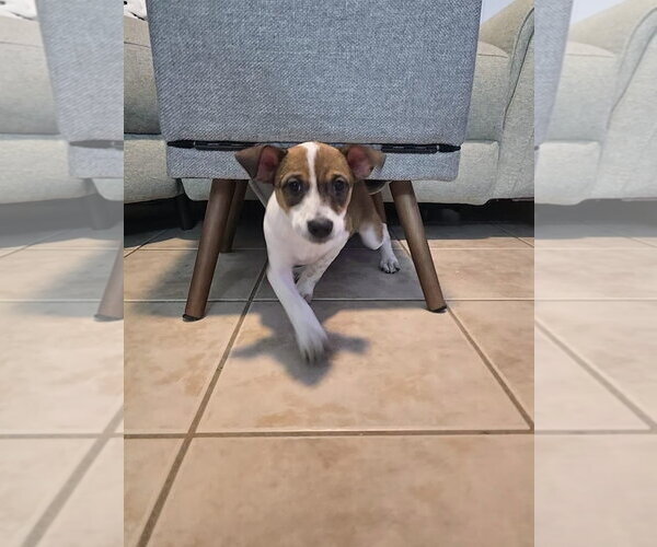 Medium Photo #2 Jack Russell Terrier-Parson Russell Terrier Mix Puppy For Sale in Sanford, FL, USA