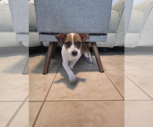 Heddy FH - Female Jack Russell Terrier-Parson Russell Terrier Mix Dog for Adoption - Photo #2