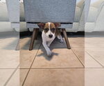 Small Photo #2 Jack Russell Terrier-Parson Russell Terrier Mix Puppy For Sale in Sanford, FL, USA