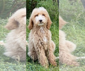 Father of the Goldendoodle (Miniature) puppies born on 02/04/2024